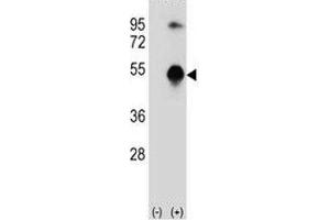 Western blot analysis of GATA3 antibody and 293 cell lysate (2 ug/lane) either nontransfected (Lane 1) or transiently transfected (2) with the GATA3 gene. (GATA3 Antikörper  (AA 235-263))