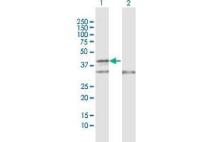 Western Blot analysis of COX10 expression in transfected 293T cell line by COX10 MaxPab polyclonal antibody. (COX10 Antikörper  (AA 1-443))