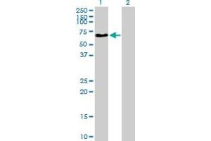 Western Blot analysis of NAGA expression in transfected 293T cell line by NAGA MaxPab polyclonal antibody. (NAGA Antikörper  (AA 1-411))