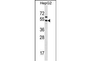 Western blot analysis in HepG2 cell line lysates (35ug/lane). (GRHL1 Antikörper  (AA 294-322))
