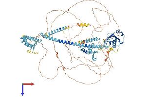 LEMD3 Protein (AA 1-921) (His tag)
