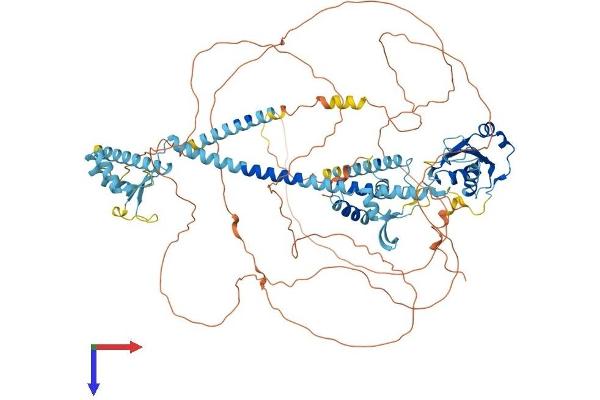 LEMD3 Protein (AA 1-921) (His tag)