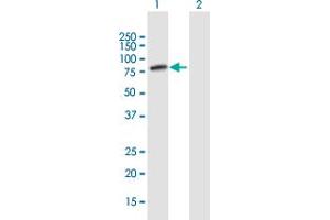 Western Blot analysis of WDR79 expression in transfected 293T cell line by WDR79 MaxPab polyclonal antibody. (WRAP53 Antikörper  (AA 1-548))