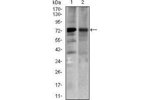 Western blot analysis using SLC27A5 mouse mAb against 3T3-L1 (1) and COS7 (2) cell lysate.
