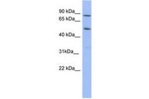 Image no. 1 for anti-Tripartite Motif Containing 10 (TRIM10) (AA 71-120) antibody (ABIN6741671) (TRIM10 Antikörper  (AA 71-120))