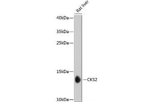 Western blot analysis of extracts of Rat liver using CKS2 Polyclonal Antibody at dilution of 1:1000. (CKS2 Antikörper)