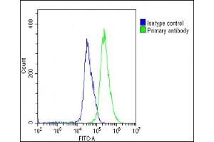 Overlay histogram showing U-251 MG cells stained with (ABIN6242650 and ABIN6578714)(green line). (SULF1 Antikörper  (AA 704-738))