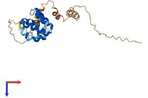 CARD16 Protein (AA 1-197) (His tag)