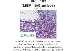 Image no. 1 for anti-CD7 (CD7) antibody (ABIN1724012) (CD7 Antikörper)