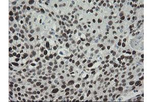 Image no. 15 for anti-Transducin-Like Enhancer of Split 1 (E(sp1) Homolog, Drosophila) (TLE1) (AA 180-460) antibody (ABIN1491049)