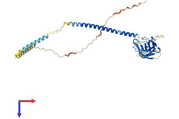 SUN5 Protein (AA 1-373) (His tag)