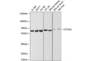 Western blot analysis of extracts of various cell lines using CYP1B1 Polyclonal Antibody at dilution of 1:1000. (CYP1B1 Antikörper)