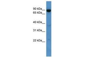 Image no. 1 for anti-ATP-Binding Cassette, Sub-Family B (MDR/TAP), Member 10 (ABCB10) (AA 231-280) antibody (ABIN6746223) (ABCB10 Antikörper  (AA 231-280))