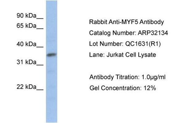 MYF5 Antikörper  (N-Term)