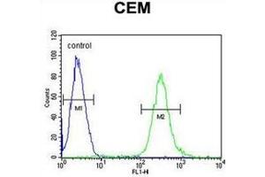 Flow cytometric analysis of CEM cells using MCAF2 Antibody (Center) Cat. (ATF7IP2 Antikörper  (Middle Region))
