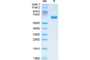 OSCAR Protein (AA 19-229) (Fc Tag)