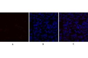 Immunofluorescence analysis of mouse lung tissue. (TGFB1 Antikörper  (AA 310-390))