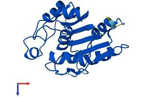 RBBP9 Protein (AA 1-186) (His tag)