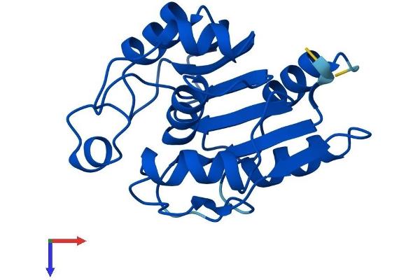 RBBP9 Protein (AA 1-186) (His tag)