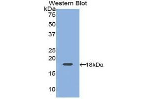 Western blot analysis of the recombinant protein. (Leptin Antikörper  (AA 15-141))