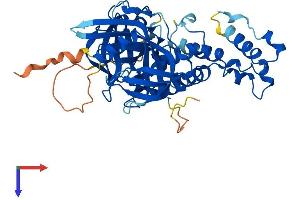 CRBN Protein (AA 1-442) (His tag)