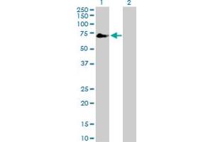 Western Blot analysis of TFCP2 expression in transfected 293T cell line by TFCP2 MaxPab polyclonal antibody. (TFCP2 Antikörper  (AA 1-502))