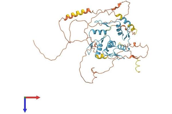 FEZF2 Protein (AA 1-455) (His tag)