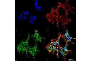 Immunocytochemistry/Immunofluorescence analysis using Mouse Anti-Piccolo Monoclonal Antibody, Clone 6H9-B6 . (Piccolo Antikörper  (Atto 488))
