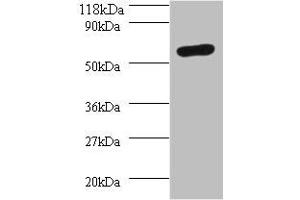 Western blot All lanes: SEPSECS antibody at 2 μg/mL + 293T whole cell lysate Secondary Goat polyclonal to rabbit IgG at 1/10000 dilution Predicted band size: 56, 6 kDa Observed band size: 56 kDa (SEPSECS Antikörper  (AA 5-451))