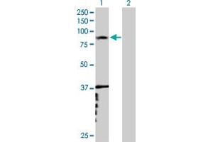 Western Blot analysis of RNF6 expression in transfected 293T cell line by RNF6 MaxPab polyclonal antibody. (RNF6 Antikörper  (AA 1-685))
