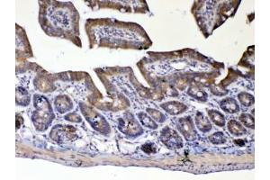IHC testing of FFPE mouse small intestine tissue with UGT1A1 antibody at 1ug/ml. (UGT1A1 Antikörper)
