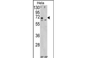 Western blot analysis of LMOD1 Antibody (Center ) (ABIN652551 and ABIN2842369) in Hela cell line lysates (35 μg/lane). (Leiomodin 1 Antikörper  (AA 214-241))
