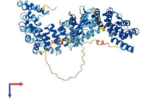 AP4B1 Protein (AA 1-739) (His tag)