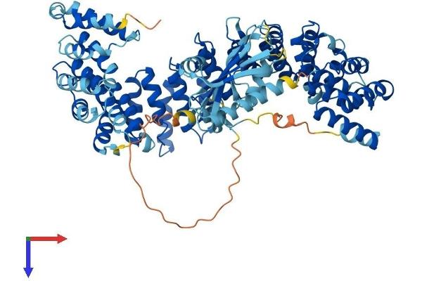 AP4B1 Protein (AA 1-739) (His tag)