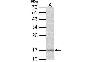 Western Blotting (WB) image for anti-NADH Dehydrogenase (Ubiquinone) 1 alpha Subcomplex, 12 (NDUFA12) (full length) antibody (ABIN2856686)