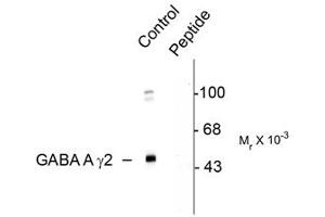 Image no. 1 for anti-gamma-aminobutyric Acid (GABA) A Receptor, gamma 2 (GABRG2) (pSer327) antibody (ABIN303959)