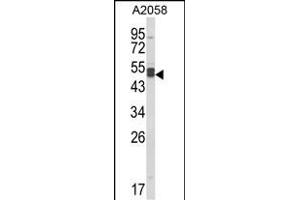 Western blot analysis of AGT3 Antibody (Center) (ABIN652630 and ABIN2842420) in  cell line lysates (35 μg/lane). (AGPAT3 Antikörper  (AA 241-269))