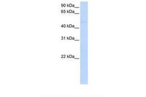 Image no. 1 for anti-Sialic Acid Binding Ig-Like Lectin 7 (SIGLEC7) (AA 288-337) antibody (ABIN6738298) (SIGLEC7 Antikörper  (AA 288-337))