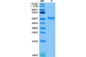CD37 Protein (AA 113-240) (Fc Tag)