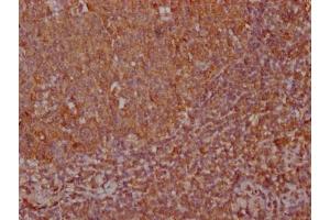IHC image of ABIN7170825 diluted at 1:100 and staining in paraffin-embedded human tonsil tissue performed on a Leica BondTM system. (CXCL12 Antikörper  (AA 22-89))