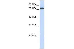 HSPA8 antibody used at 1 ug/ml to detect target protein. (Hsc70 Antikörper  (N-Term))