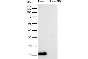 Western Blotting (WB) image for anti-Nudix (Nucleoside Diphosphate Linked Moiety X)-Type Motif 1 (NUDT1) antibody (ABIN7607040)