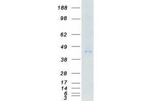 Validation with Western Blot (MYLK4 Protein (Myc-DYKDDDDK Tag))