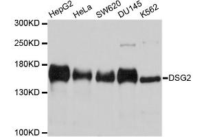 Western blot analysis of extracts of various cell lines, using DSG2 antibody. (Desmoglein 2 Antikörper)