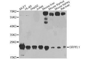 Western blot analysis of extracts of various cell lines, using GRPEL1 antibody. (GRPEL1 Antikörper  (AA 1-217))