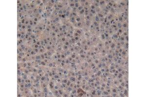 Used in DAB staining on fromalin fixed paraffin- embedded liver tissue (Orexin A Antikörper  (AA 32-123))