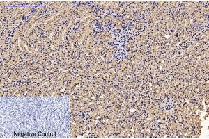 Immunohistochemical analysis of paraffin-embedded mouse kidney tissue. (Caspase 9 Antikörper)