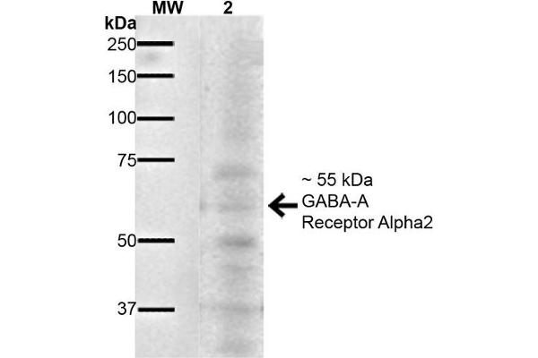 GABRA1 抗体  (AA 350-385) (PerCP)