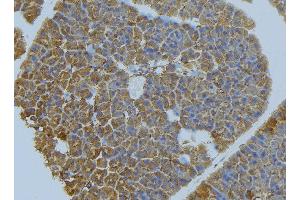 ABIN6277034 at 1/100 staining Human pancreas tissue by IHC-P. (PVRL1 Antikörper  (Internal Region))