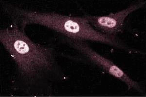 Immunoflurorescence staining of Human Fibroblasts. (MEF2D Antikörper  (AA 346-511))